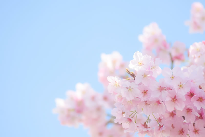 桜のイメージ